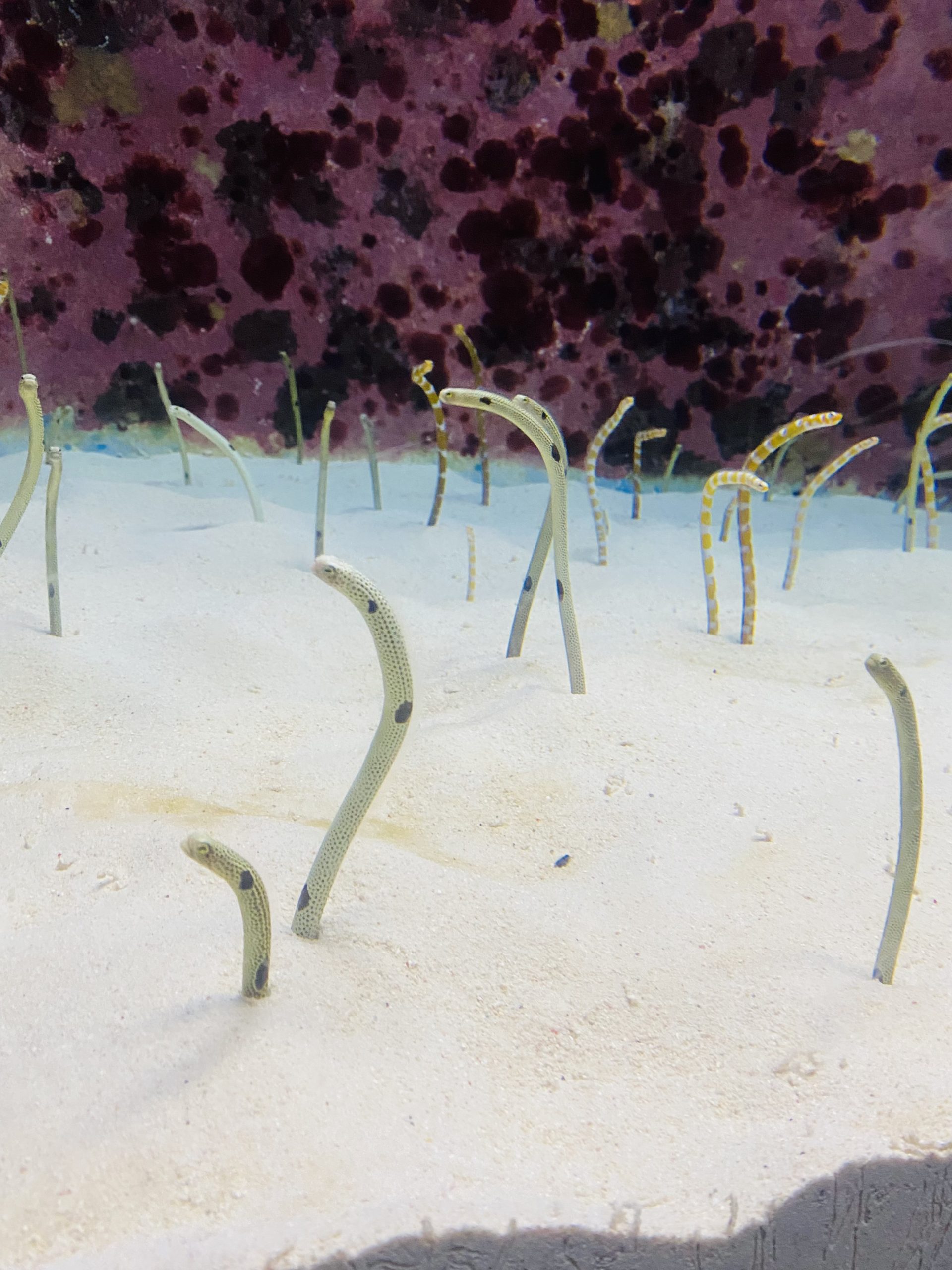 image0-2050-scaled-jpeg